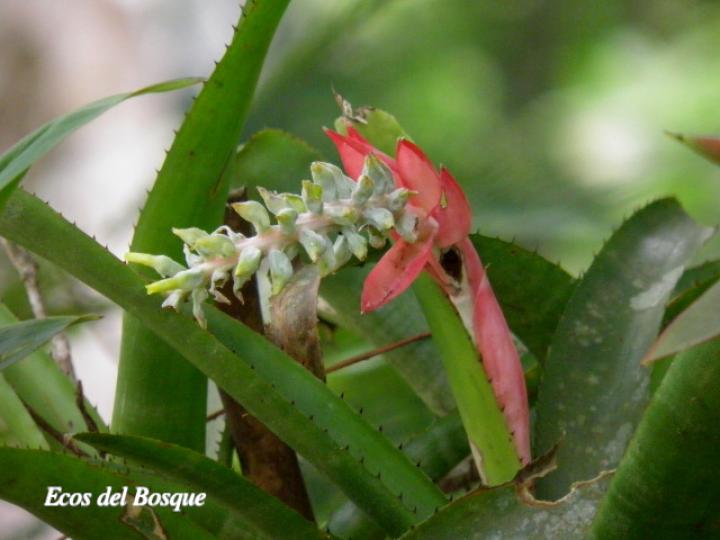 Aechmea nudicaulis