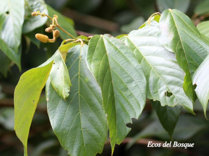 Apeiba membranacea (Peine de mico)