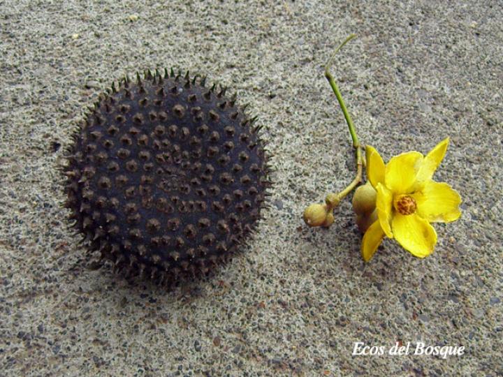Apeiba membranacea (Peine de mico)