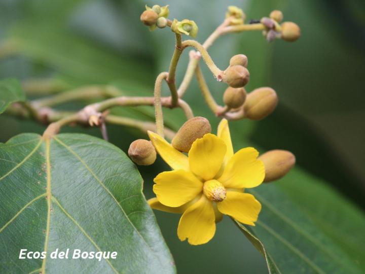 Apeiba membranacea (Peine de mico)