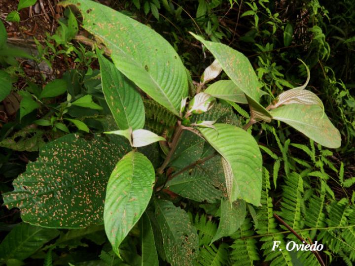 Arachnothryx buddleioides (Algodoncillo)