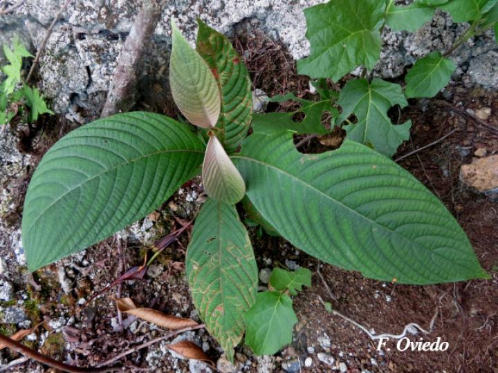 Arachnothryx buddleioides (Algodoncillo)