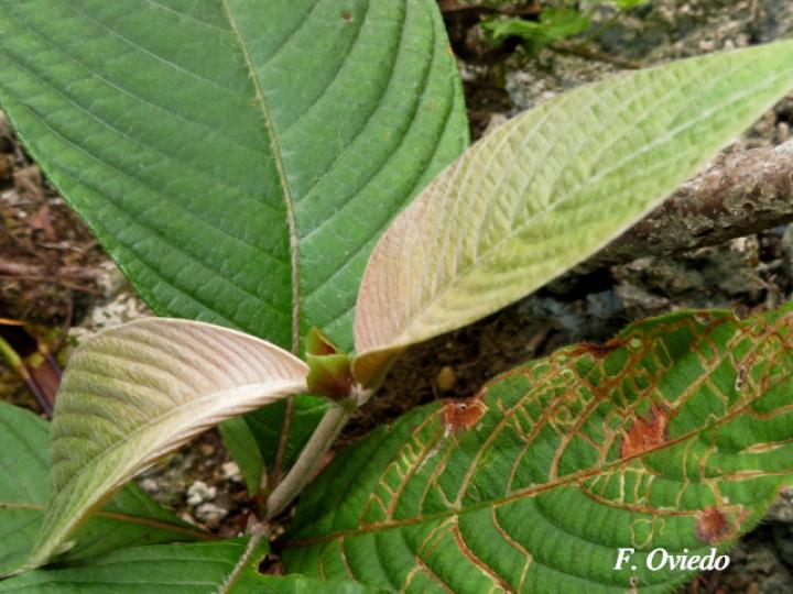 Arachnothryx buddleioides (Algodoncillo)
