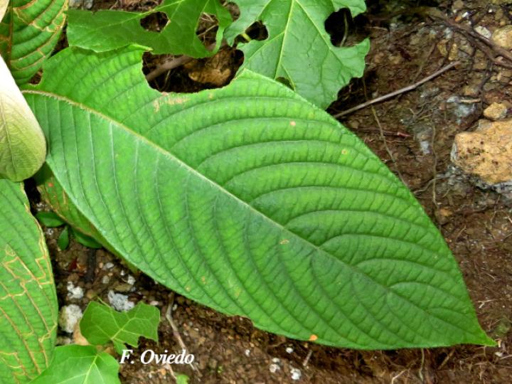 Arachnothryx buddleioides (Algodoncillo)