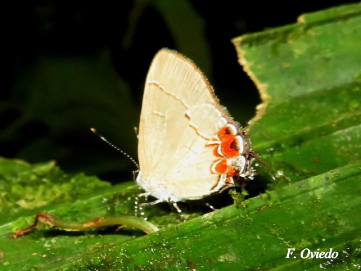 Calycopis orcillula