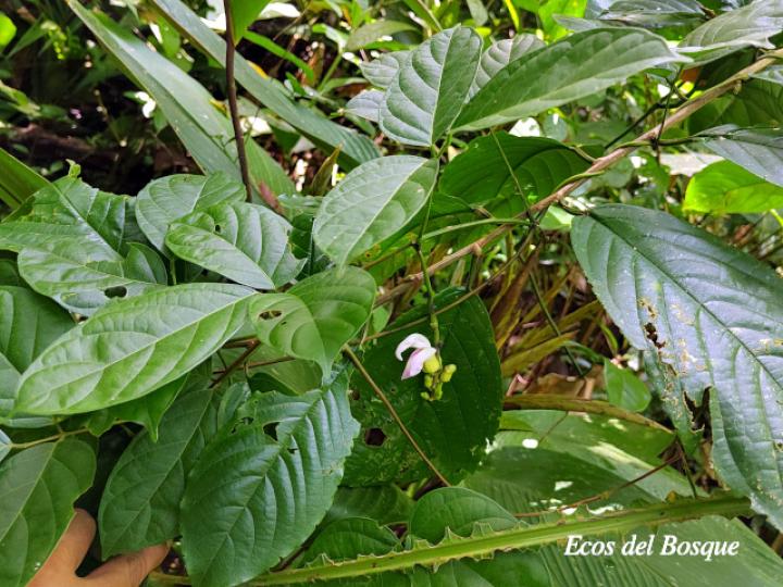Canavalia oxyphylla