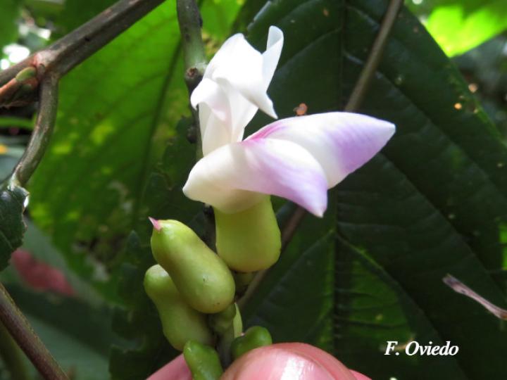 Canavalia oxyphylla