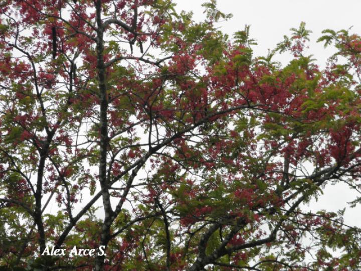 Cassia grandis (Carao)