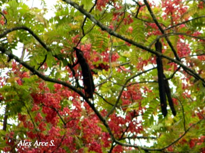 Cassia grandis (Carao)