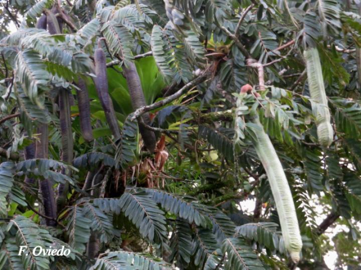 Cassia grandis (Carao)