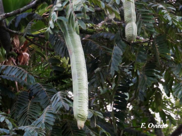 Cassia grandis (Carao)