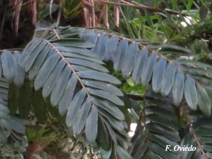 Cassia grandis (Carao)