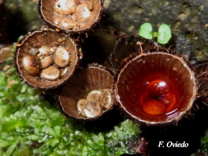 Cyathus striatus (Hongos nido)