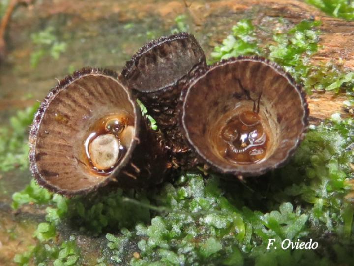 Cyathus striatus (Hongos nido)