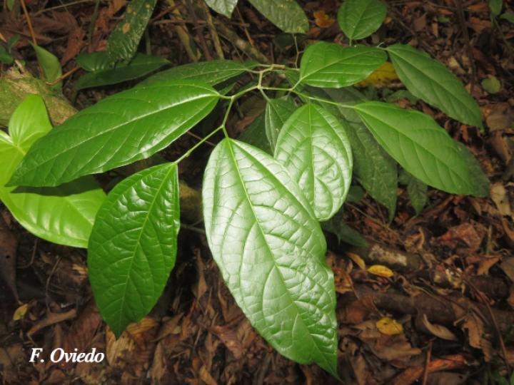 Goethalsia meiantha (Guácimo, Guácimo blanco, Majagüeta)