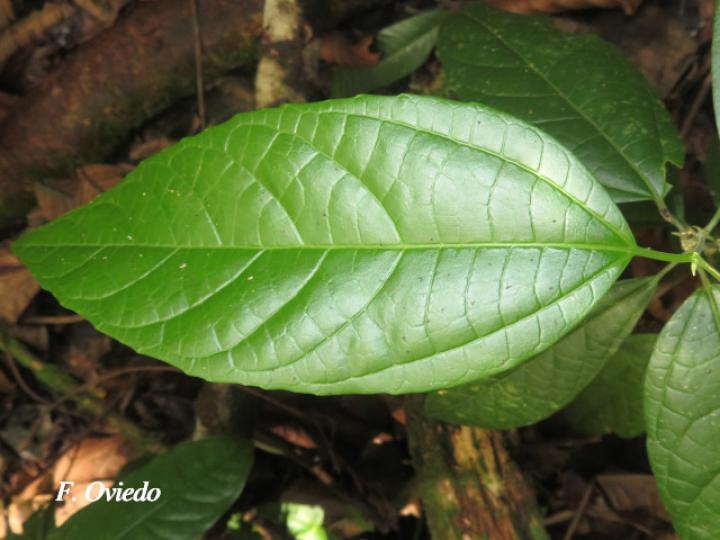 Goethalsia meiantha (Guácimo, Guácimo blanco, Majagüeta)