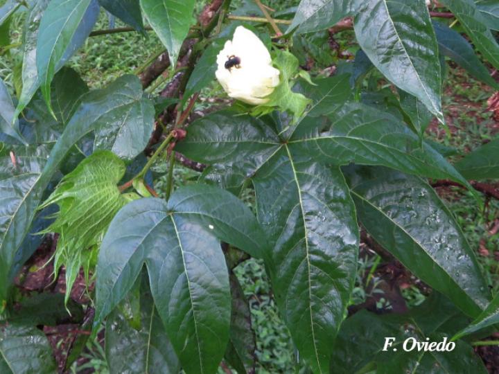 Gossypium hirsutum (Algodón)