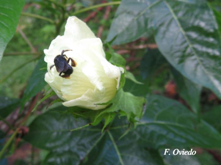 Gossypium hirsutum (Algodón)