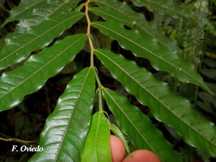 Hirtella lemsii