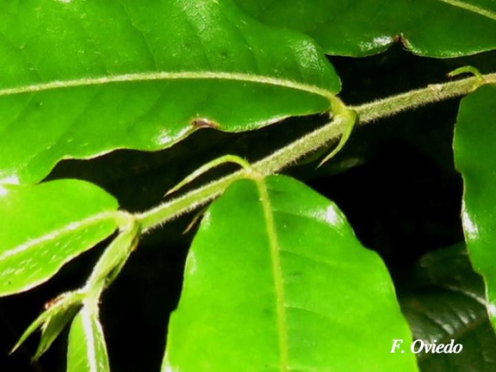 Hirtella lemsii