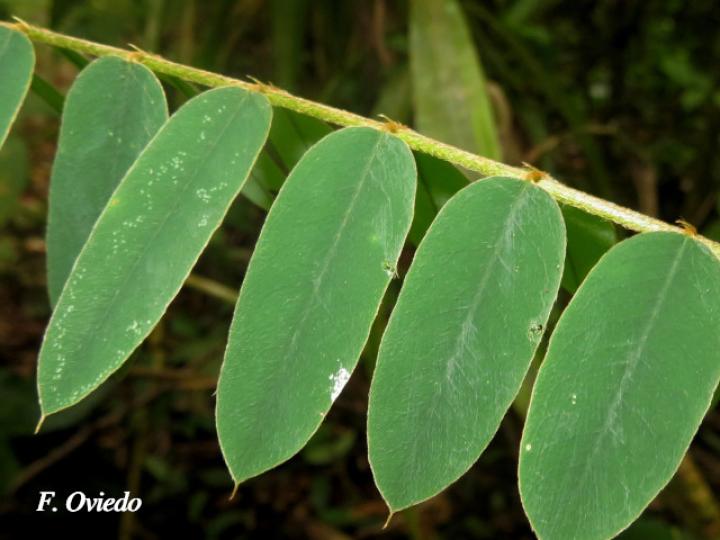 Hymenolobium mesoamericanum (Cola de pavo)