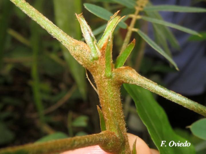 Hymenolobium mesoamericanum (Cola de pavo)