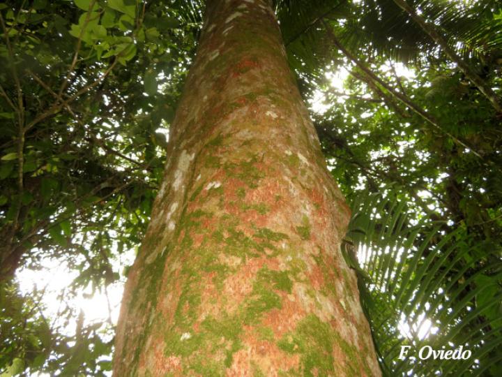 Hymenolobium mesoamericanum (Cola de pavo)