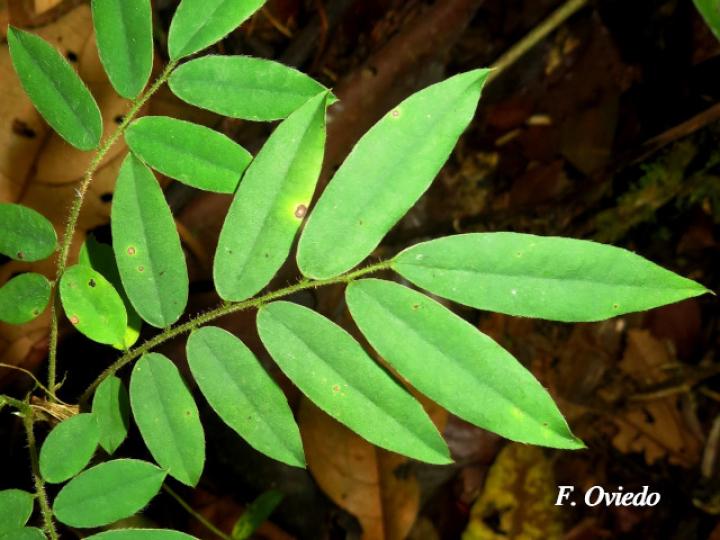 Machaerium cobanense