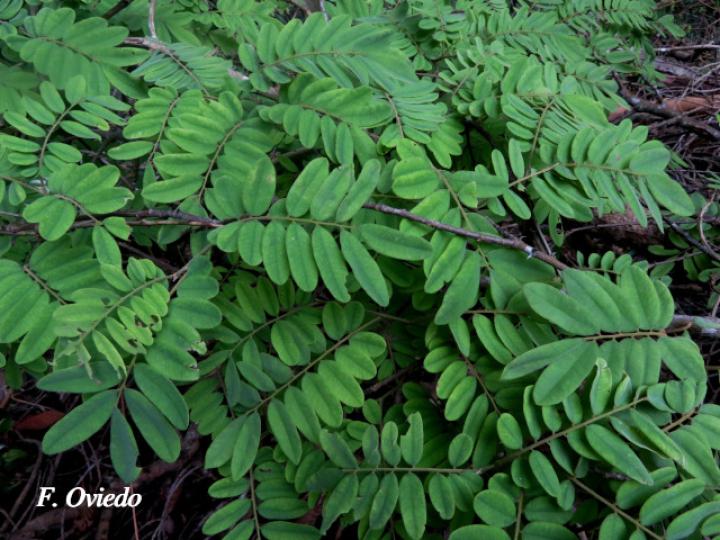Machaerium cobanense