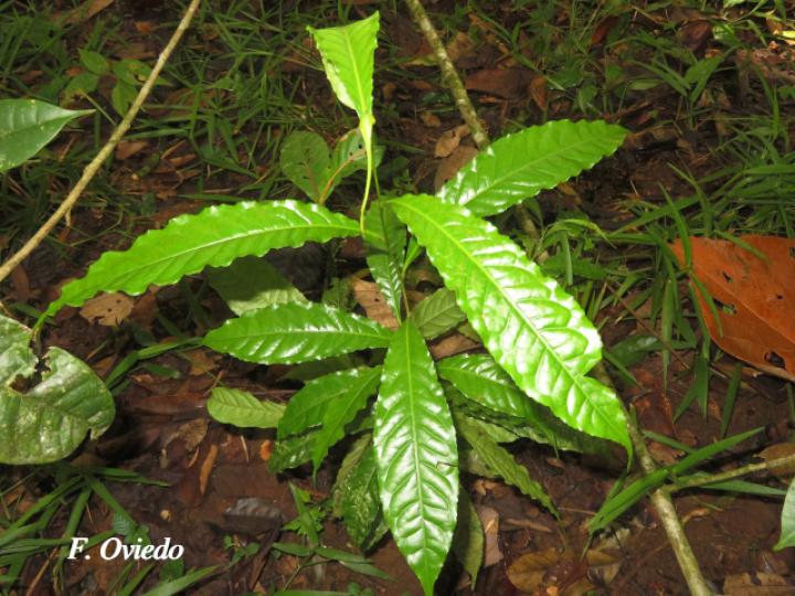 Meliosma occidentalis