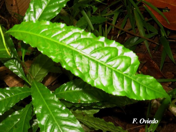 Meliosma occidentalis