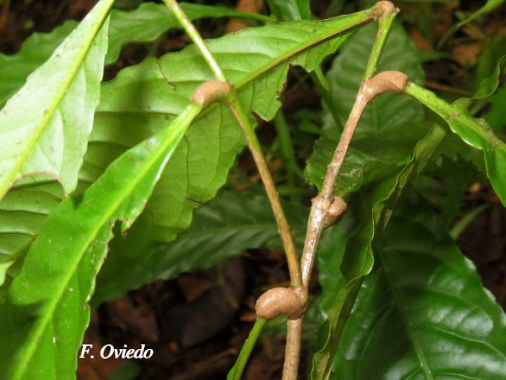 Meliosma occidentalis