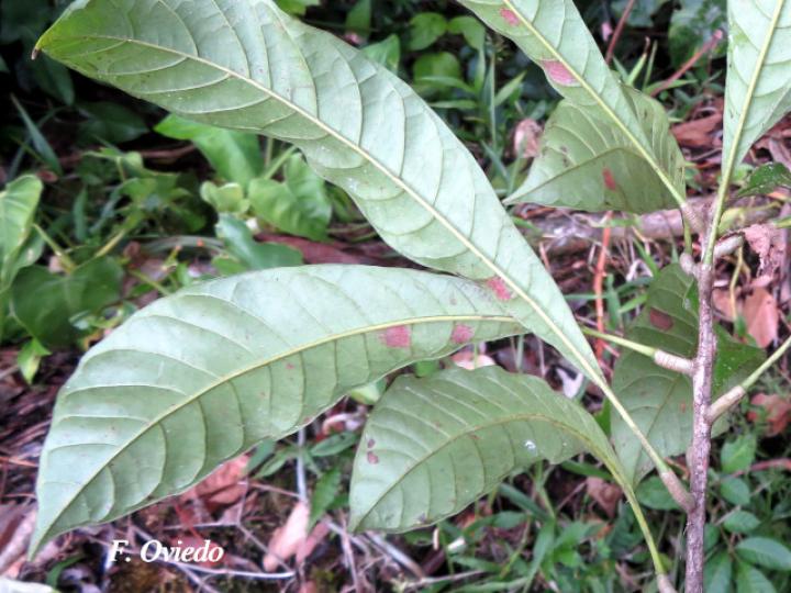 Meliosma occidentalis