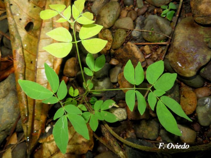 Mimosa watsonii (Contenete)
