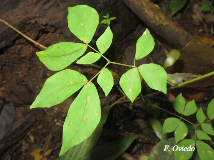Mimosa watsonii (Contenete)
