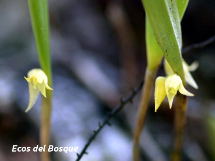 Octomeria graminifolia