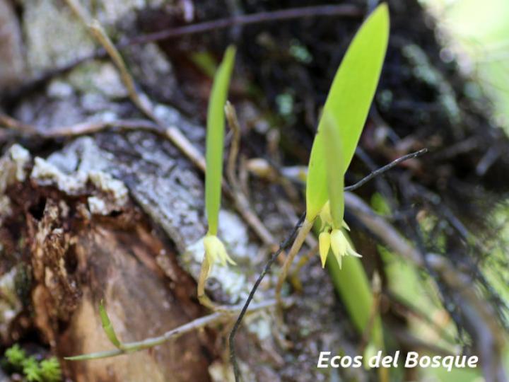 Octomeria graminifolia