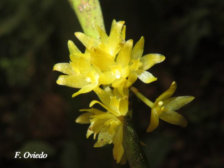 Octomeria graminifolia