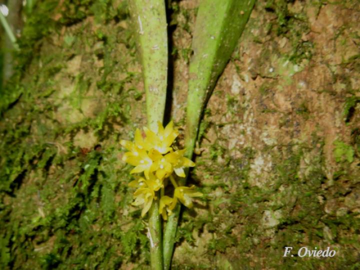 Octomeria graminifolia