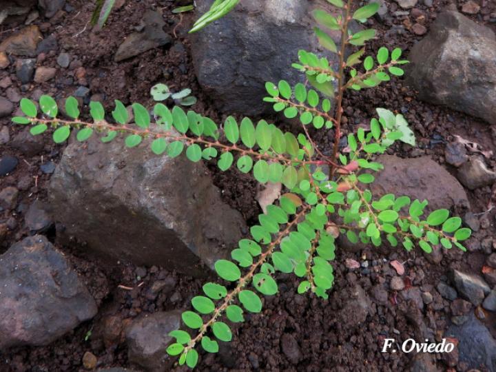 Phyllanthus caroliniensis