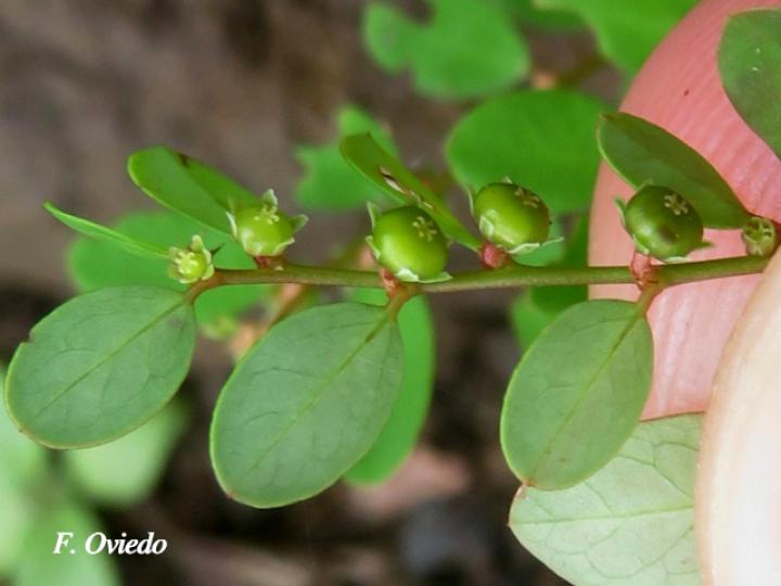 Phyllanthus caroliniensis