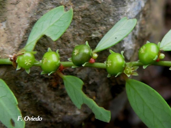Phyllanthus caroliniensis