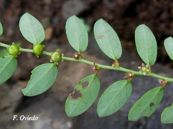 Phyllanthus caroliniensis