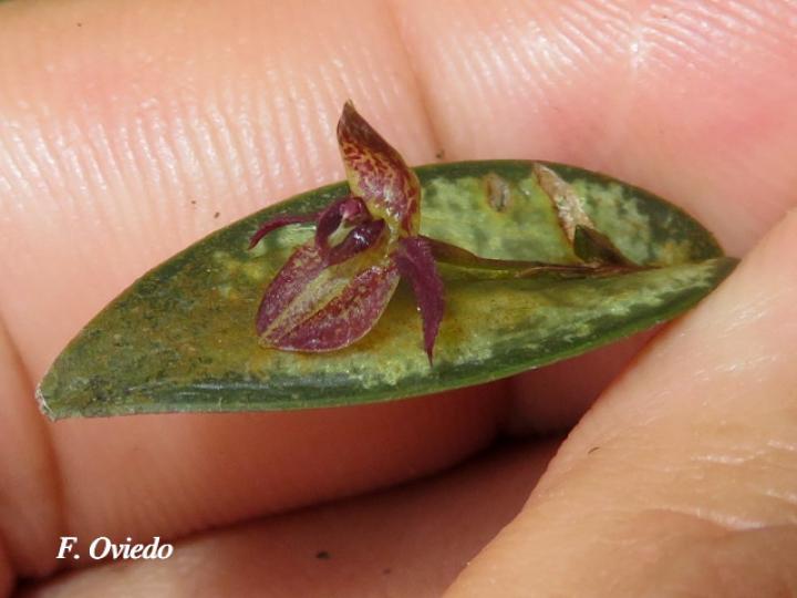 Pleurothallis sanchoi