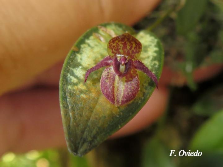 Pleurothallis sanchoi