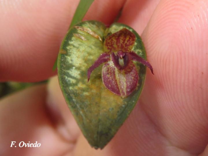 Pleurothallis sanchoi