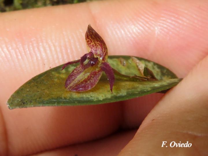 Pleurothallis sanchoi