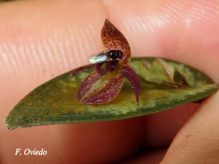 Pleurothallis sanchoi