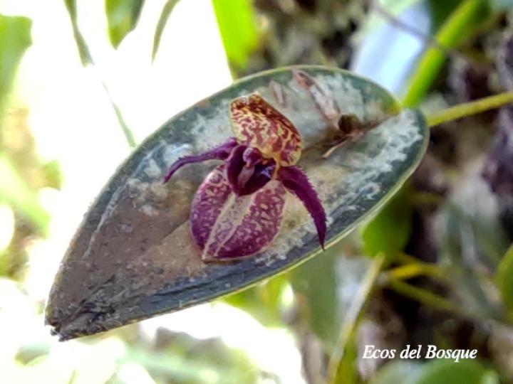 Pleurothallis sanchoi