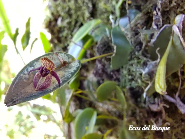 Pleurothallis sanchoi